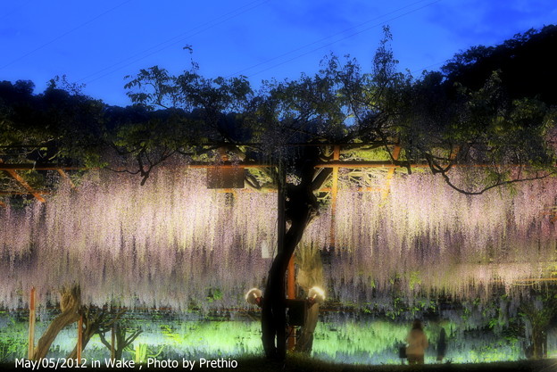 藤 和気 藤公園 写真共有サイト フォト蔵