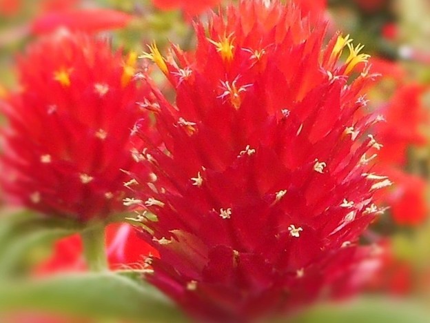 イチゴ色の花 ストロベリーフィールド 千日紅 写真共有サイト フォト蔵
