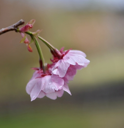 富士山さくらの園7