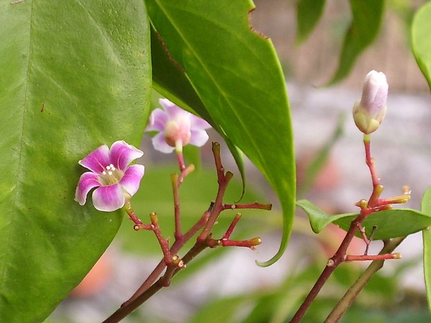 スターフルーツの花