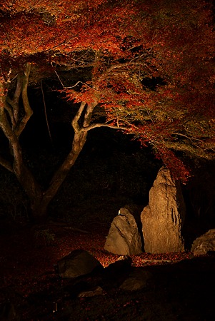 宝厳院・照光紅葉