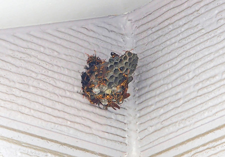 P6210082S
