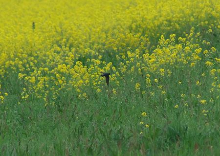 ツバメと菜の花5