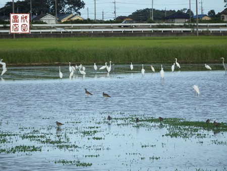 休耕田の鳥08