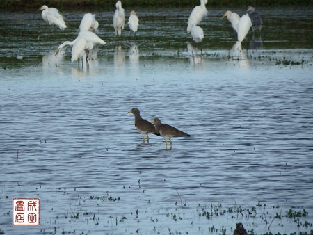 休耕田の鳥10