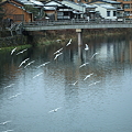 浅野川　中の橋　ユリカモメ