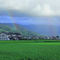 収穫間近の水田に２重の虹