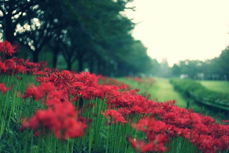 川越水上公園の土手の彼岸花