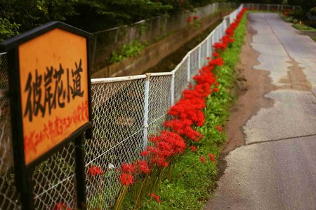 川越水上公園の彼岸花小道