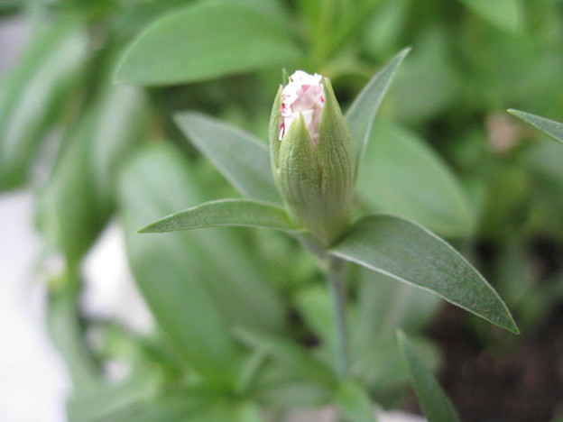 なでしこの蕾ッ Flower Photo Pink Flowerjp Photojp Gardeningjp Gardening Eng 写真共有サイト フォト蔵