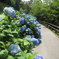 紫陽花通り