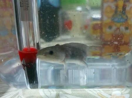 ウーパールーパー、来たる。