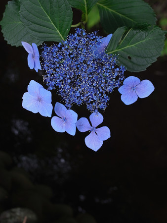 紫陽花1