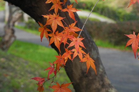 竜田川公園の紅葉-3