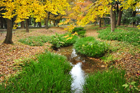下鴨神社の紅葉(D90)-6