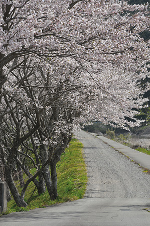 R42伊勢柏崎駅付近の桜