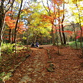 洞川梅林の紅葉