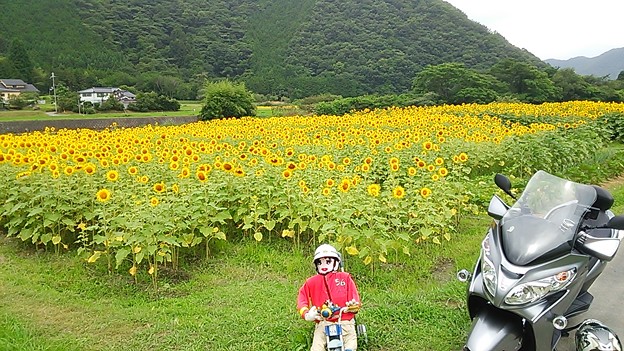 佐用町宝蔵寺エリアのひまわり畑