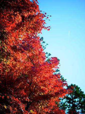 空高く