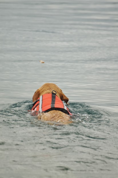 愛犬の泳ぎ