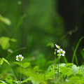 野原に咲く花