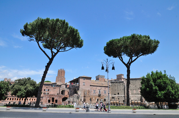 Photos: イタリア ローマの街並みと笠松