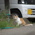 Photos: タマに会う猫さん