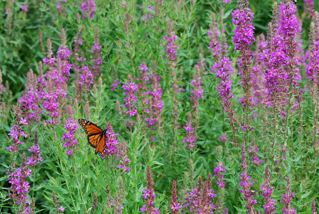 Monarch Butterfly 8-14-11