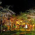 Photos: 函館公園の夜桜