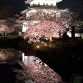 Photos: 松前城の夜桜